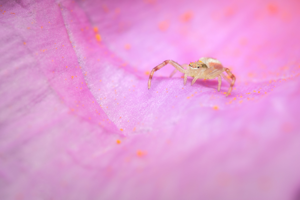 Flower Crab Spider  Geotagged,Goldenrod crab spider,Misumena vatia,Portugal,Spring