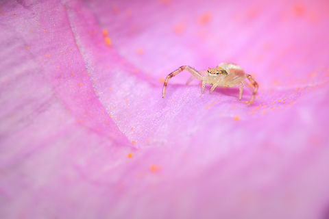 Flower Crab Spider  Geotagged,Goldenrod crab spider,Misumena vatia,Portugal,Spring