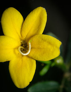 Could this be Wild Jasmin This flower looks like Chrysojasminum fruticans but I'm not sure. Any expert out there?  Europe,Flora,Geotagged,Macro,Portugal,Spring,flower,yellow