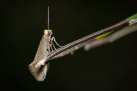 Large Longhorn 01 If there is a list of insects with scientific long names, this one must be on that list ^_^<br />
<br />
https://www.jungledragon.com/image/134298/Large-Longhorn-03.html<br />
https://www.jungledragon.com/image/134297/Large-Longhorn-02.html Europe,Geotagged,Macro,Nematopogon swammerdamella,Portugal,Spring,insect,moth