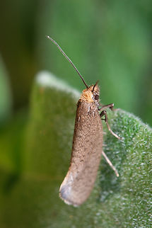 Large Longhorn 02 https://www.jungledragon.com/image/134296/Large-Longhorn-01.html
https://www.jungledragon.com/image/134298/Large-Longhorn-03.html Europe,Geotagged,Macro,Nematopogon swammerdamella,Portugal,Spring,insect,moth