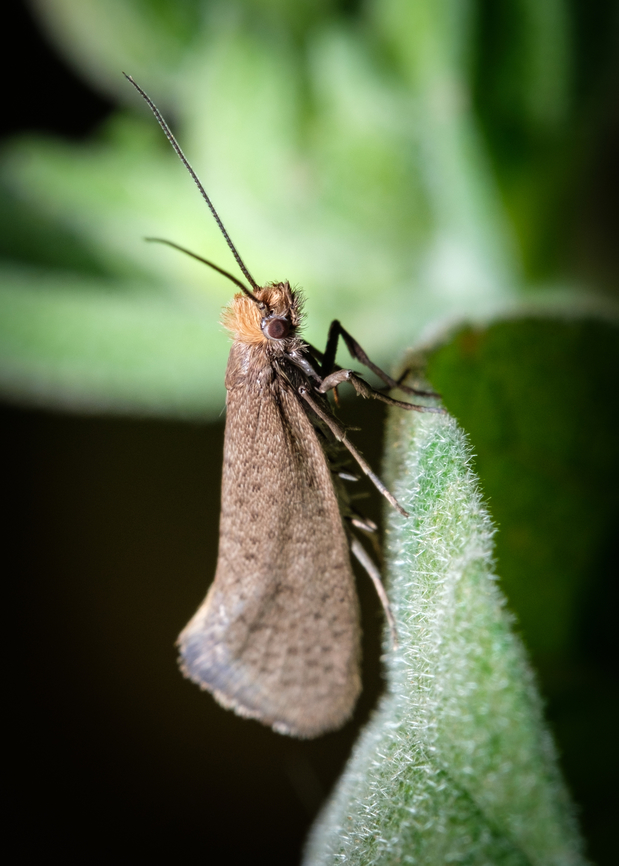 Large Longhorn 03 <figure class="photo"><a href="https://www.jungledragon.com/image/134296/large_longhorn_01.html" title="Large Longhorn 01"><img src="https://s3.amazonaws.com/media.jungledragon.com/images/5939/134296_thumb.jpg?AWSAccessKeyId=05GMT0V3GWVNE7GGM1R2&Expires=1767225610&Signature=7y1dU3GQqxPCdeLNeSaDb2TxY0k%3D" width="200" height="134" alt="Large Longhorn 01 If there is a list of insects with scientific long names, this one must be on that list ^_^<br />
<br />
https://www.jungledragon.com/image/134298/Large-Longhorn-03.html<br />
https://www.jungledragon.com/image/134297/Large-Longhorn-02.html Europe,Geotagged,Macro,Nematopogon swammerdamella,Portugal,Spring,insect,moth" /></a></figure><br />
<figure class="photo"><a href="https://www.jungledragon.com/image/134297/large_longhorn_02.html" title="Large Longhorn 02"><img src="https://s3.amazonaws.com/media.jungledragon.com/images/5939/134297_thumb.jpg?AWSAccessKeyId=05GMT0V3GWVNE7GGM1R2&Expires=1767225610&Signature=UCrqQh%2FRQndCarka7a%2FH0iLfrKw%3D" width="102" height="152" alt="Large Longhorn 02 https://www.jungledragon.com/image/134296/Large-Longhorn-01.html<br />
https://www.jungledragon.com/image/134298/Large-Longhorn-03.html Europe,Geotagged,Macro,Nematopogon swammerdamella,Portugal,Spring,insect,moth" /></a></figure> Europe,Geotagged,Macro,Nematopogon swammerdamella,Portugal,Spring,insect,moth