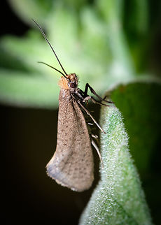 Large Longhorn 03 https://www.jungledragon.com/image/134296/Large-Longhorn-01.html
https://www.jungledragon.com/image/134297/Large-Longhorn-02.html Europe,Geotagged,Macro,Nematopogon swammerdamella,Portugal,Spring,insect,moth