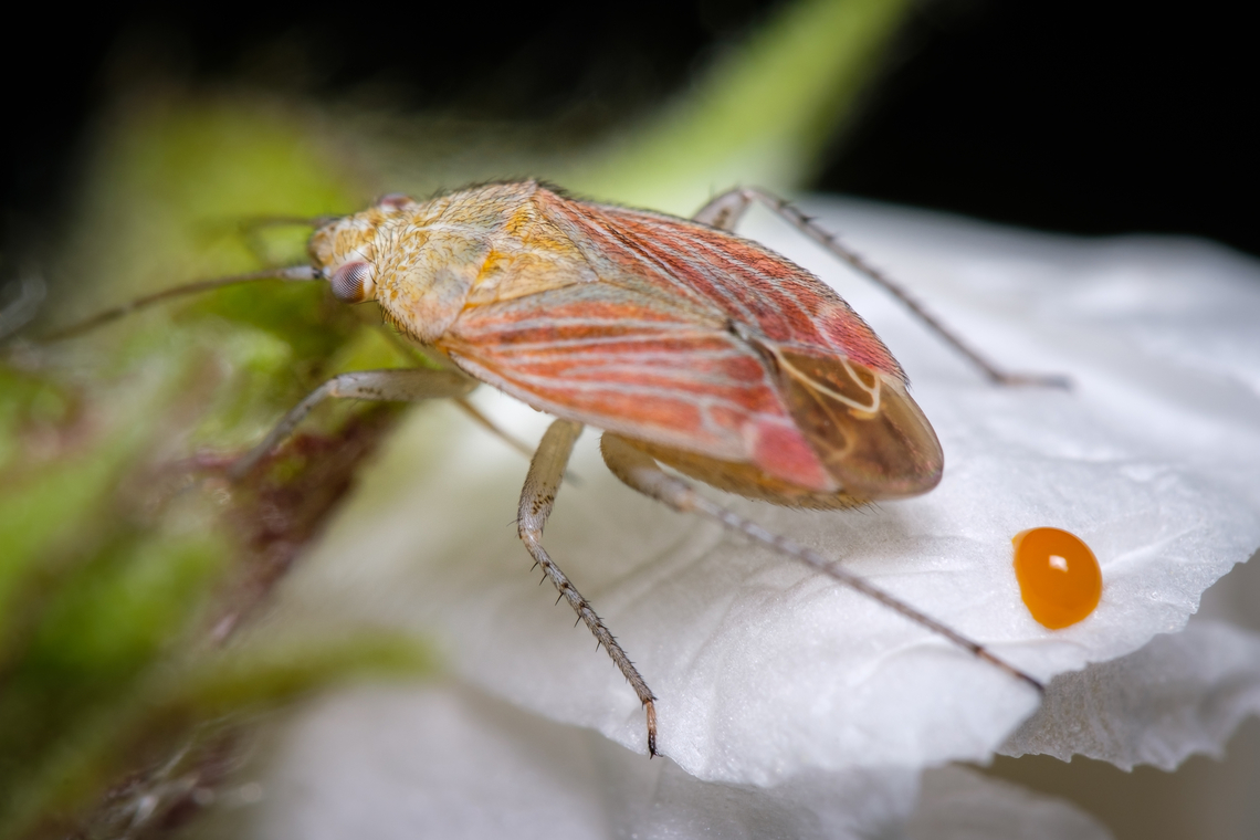 Pachyxyphus lineellus pooping <figure class="photo"><a href="https://www.jungledragon.com/image/134508/pachyxyphus_lineellus.html" title="Pachyxyphus lineellus"><img src="https://s3.amazonaws.com/media.jungledragon.com/images/5939/134508_thumb.jpg?AWSAccessKeyId=05GMT0V3GWVNE7GGM1R2&Expires=1759968010&Signature=AvUgMf3R7Z%2F3gjIgqAN7G%2Ff43W8%3D" width="200" height="134" alt="Pachyxyphus lineellus https://www.jungledragon.com/image/134507/Pachyxyphus-lineellus-pooping.html Europe,Geotagged,Macro,Pachyxyphus lineellus,Portugal,Spring,insect" /></a></figure> Europe,Geotagged,Macro,Pachyxyphus lineellus,Portugal,Spring,insect