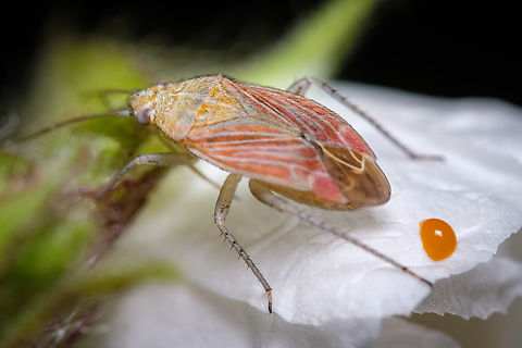 Pachyxyphus lineellus pooping https://www.jungledragon.com/image/134508/Pachyxyphus-lineellus.html Europe,Geotagged,Macro,Pachyxyphus lineellus,Portugal,Spring,insect