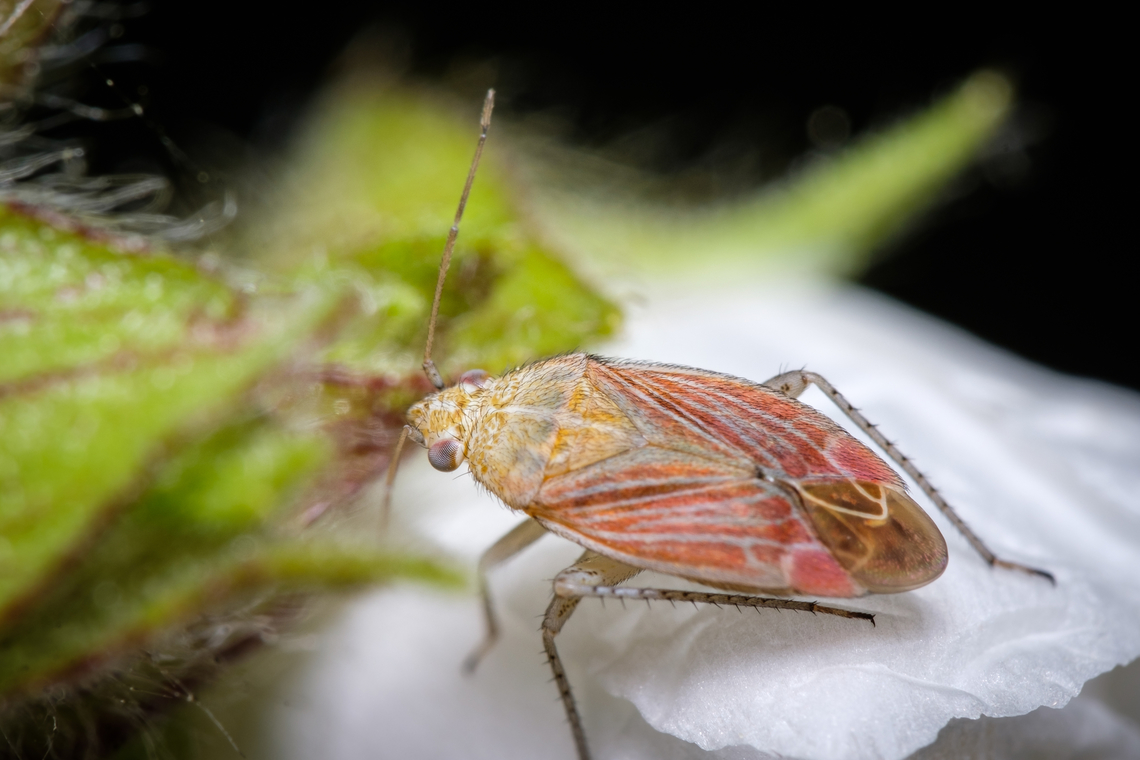 Pachyxyphus lineellus <figure class="photo"><a href="https://www.jungledragon.com/image/134507/pachyxyphus_lineellus_pooping.html" title="Pachyxyphus lineellus pooping"><img src="https://s3.amazonaws.com/media.jungledragon.com/images/5939/134507_thumb.jpg?AWSAccessKeyId=05GMT0V3GWVNE7GGM1R2&Expires=1763596810&Signature=Xv51mw%2Flj5qzu0CmhmXFS10G%2BoU%3D" width="200" height="134" alt="Pachyxyphus lineellus pooping https://www.jungledragon.com/image/134508/Pachyxyphus-lineellus.html Europe,Geotagged,Macro,Pachyxyphus lineellus,Portugal,Spring,insect" /></a></figure> Europe,Geotagged,Macro,Pachyxyphus lineellus,Portugal,Spring,insect