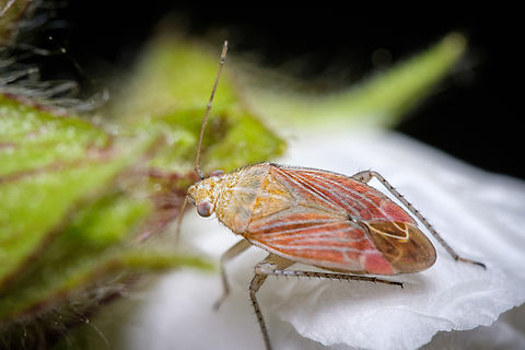 Pachyxyphus lineellus https://www.jungledragon.com/image/134507/Pachyxyphus-lineellus-pooping.html Europe,Geotagged,Macro,Pachyxyphus lineellus,Portugal,Spring,insect