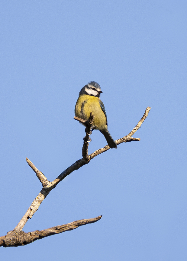 Eurasian Blue Tit  Cyanistes caeruleus,Eurasion Blue Tit,Fall,Geotagged,Portugal