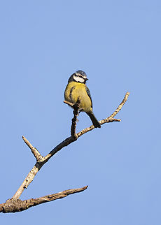 Eurasian Blue Tit  Cyanistes caeruleus,Eurasion Blue Tit,Fall,Geotagged,Portugal