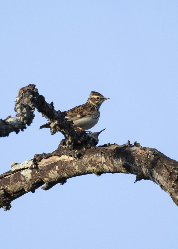 Crested Lark  Crested Lark,Cyanistes caeruleus,Eurasion Blue Tit,Fall,Galerida cristata,Geotagged,Portugal