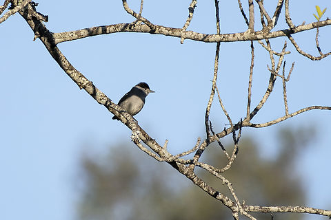Eurasian Blackcap  Blackcap,Geotagged,Portugal,Sylvia atricapilla,Winter