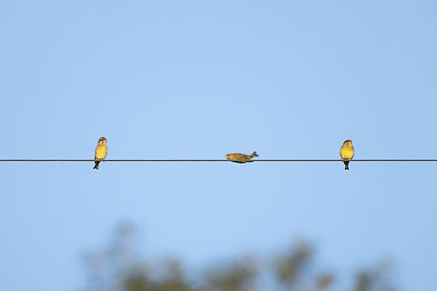 European Greenfinch  Chloris chloris,European Greenfinch,Geotagged,Portugal,Winter