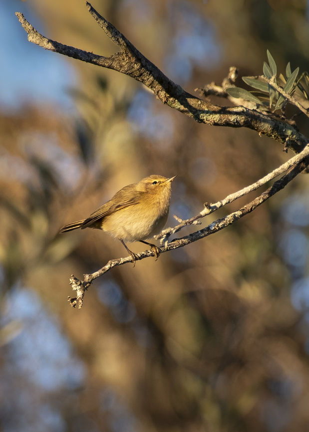 Common Chiffchaff  Common chiffchaff,Geotagged,Phylloscopus collybita,Portugal,Winter