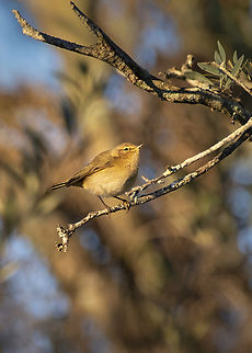 Common Chiffchaff  Common chiffchaff,Geotagged,Phylloscopus collybita,Portugal,Winter