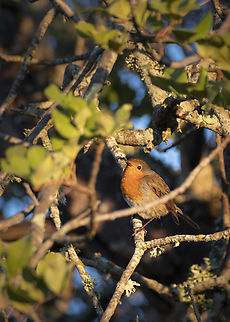 European Robin  Erithacus rubecula,European Robin,Geotagged,Portugal,Winter