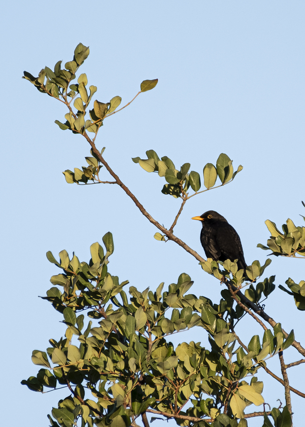 Common Blackbird  Common Blackbird,Geotagged,Portugal,Turdus merula,Winter