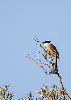 Iberian Magpie  Cyanopica cooki,Geotagged,Iberian magpie,Portugal,Winter