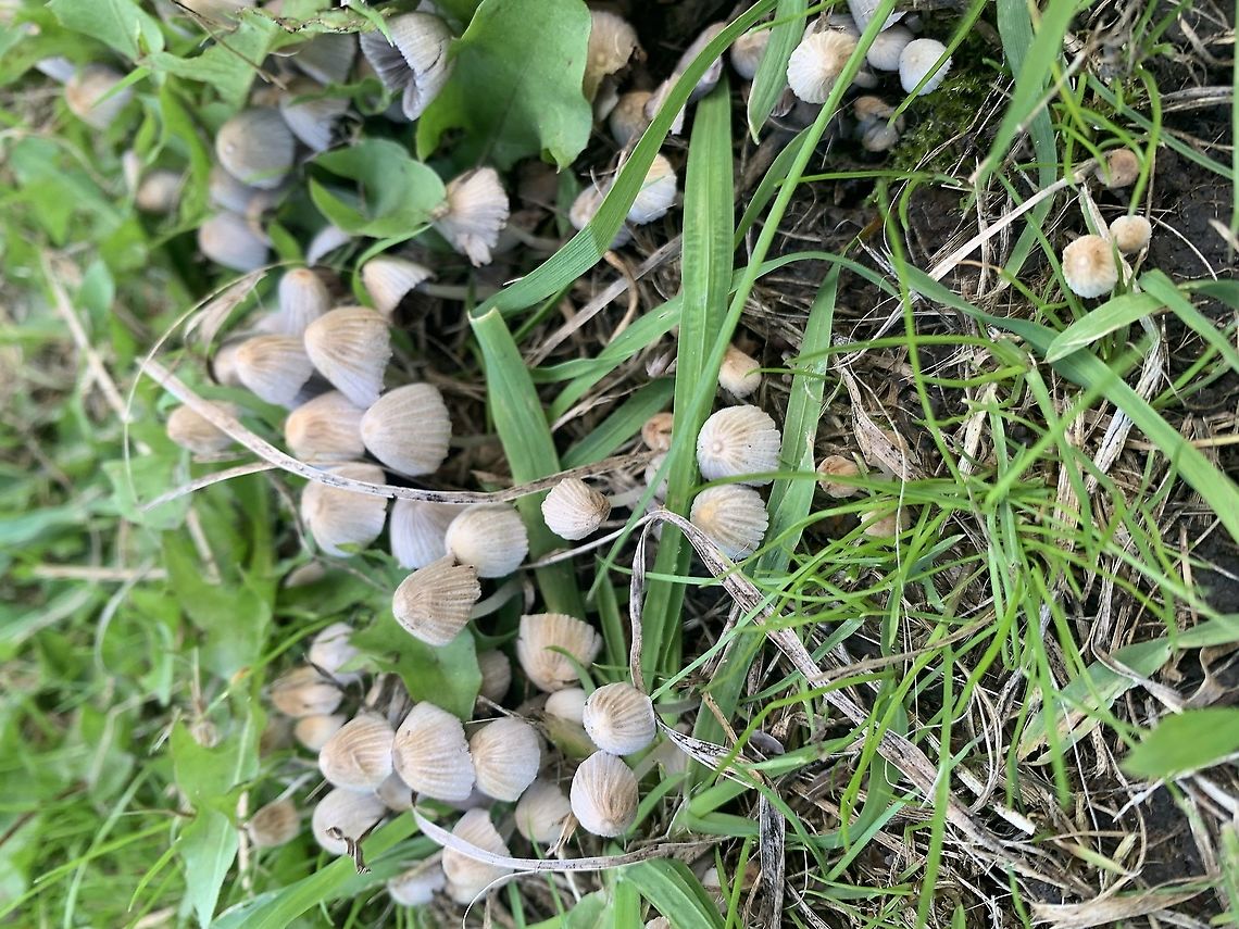 Crazy toad stools Wired and wonderful fungus never see 2 the same