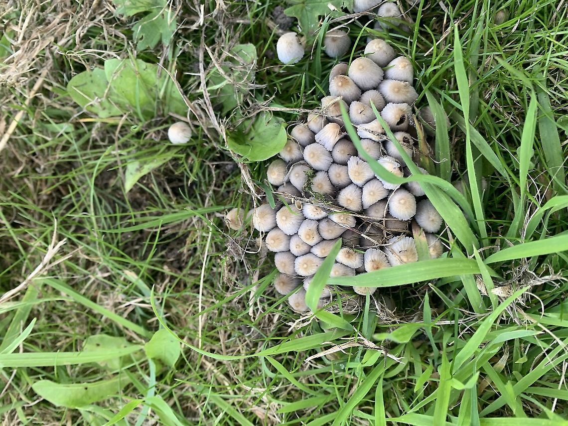 Crazy toad stools