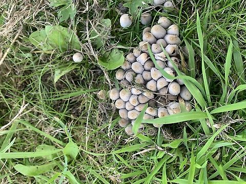 Crazy toad stools
