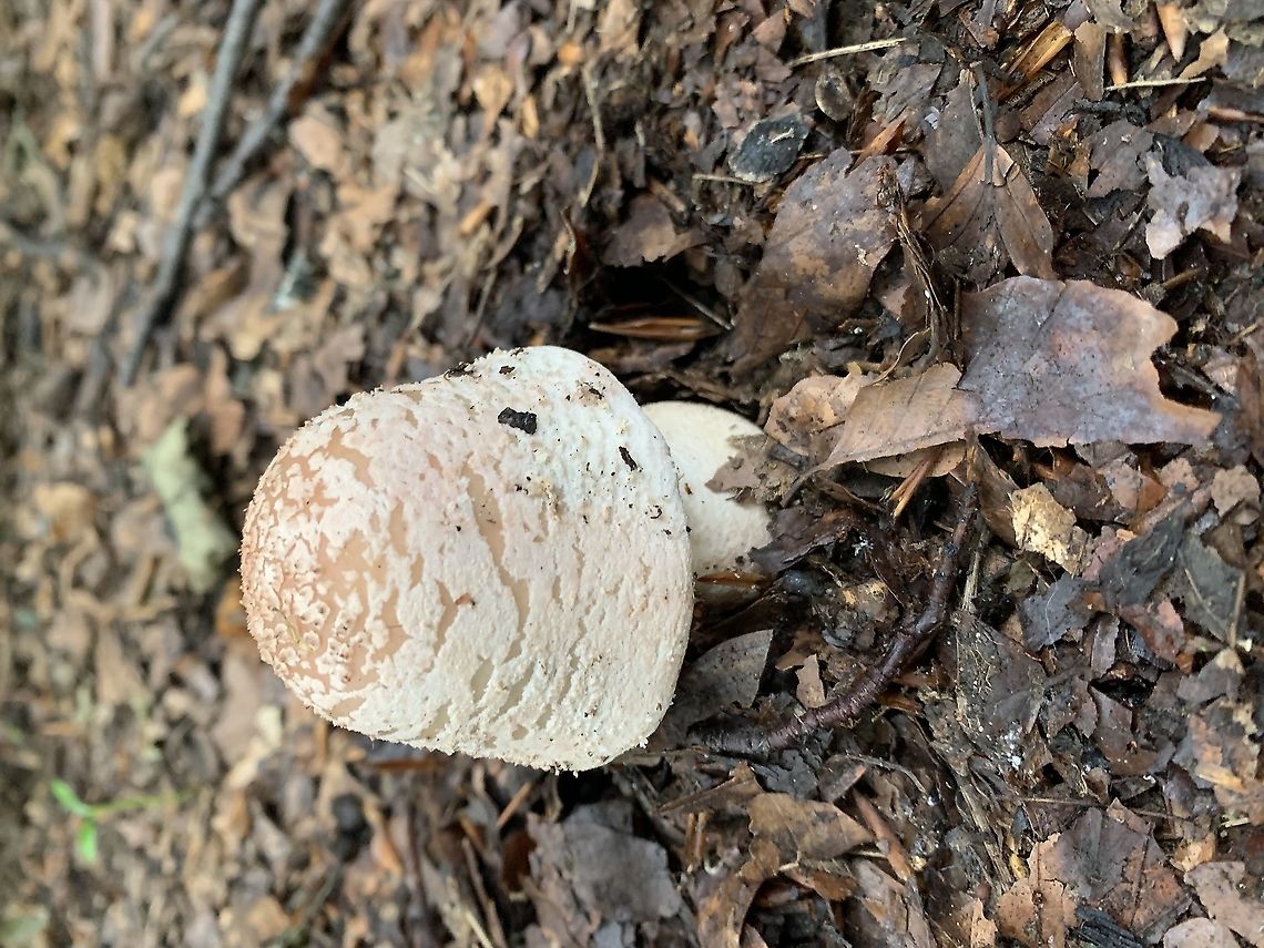 Fairy&rsquo;s live here Huge&hellip;. Got to be home to fairys