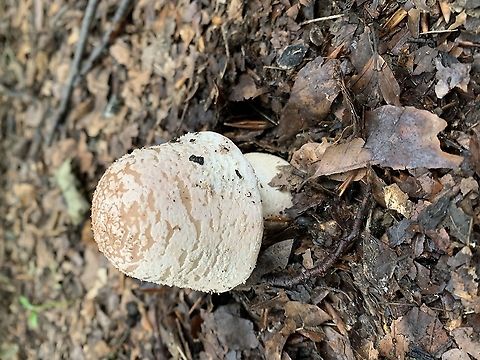 Fairy&rsquo;s live here Huge&hellip;. Got to be home to fairys