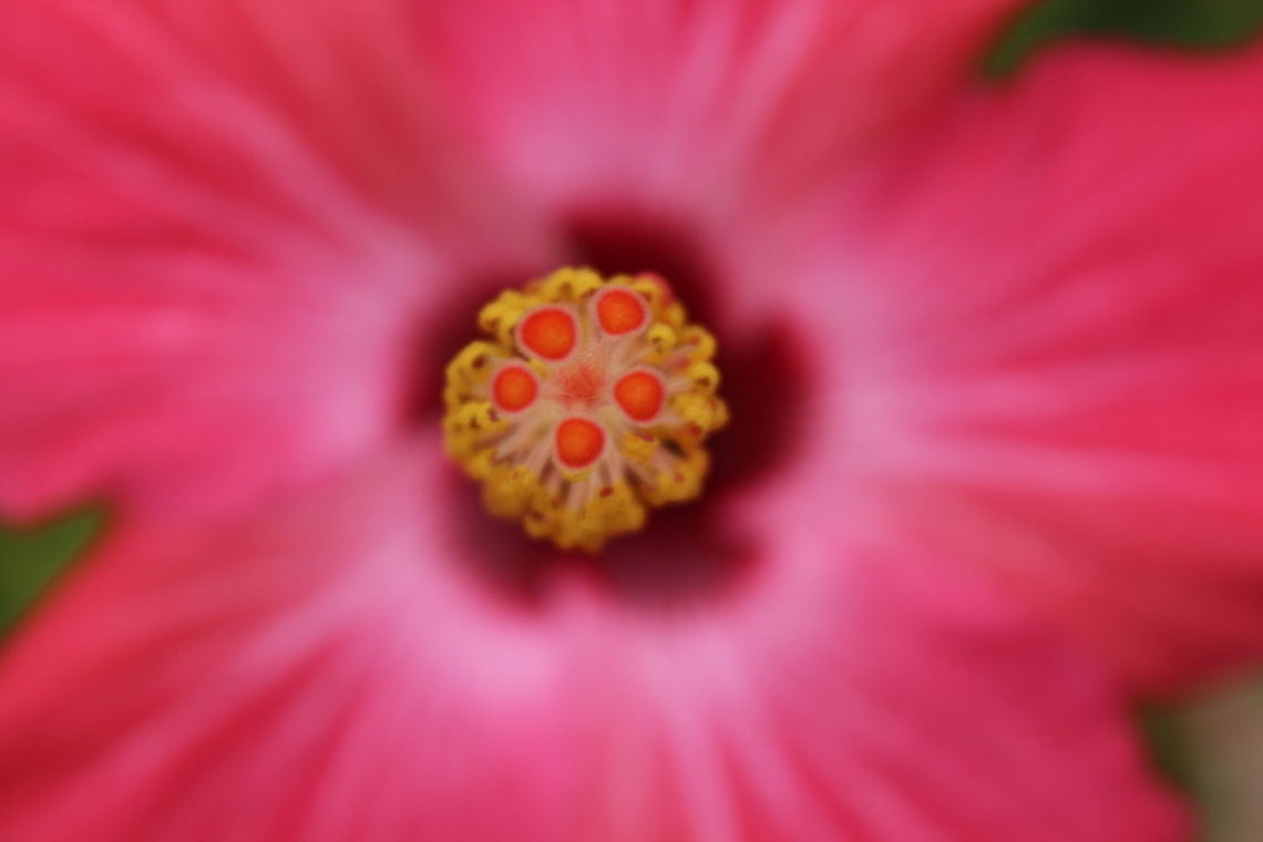 IMG_2678 Pink flower in Annapolis Chinese hibiscus,Hibiscus rosa-sinensis