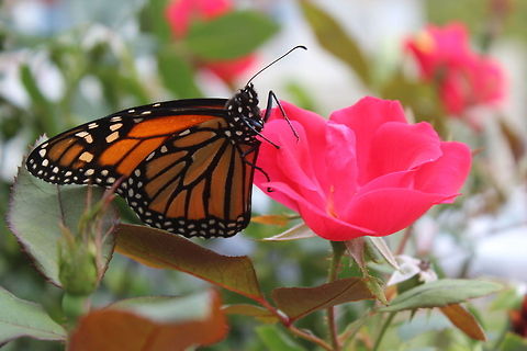 The monarch on pink flower Butterfly on a Pink flower in Annapolis Danaus plexippus,Monarch