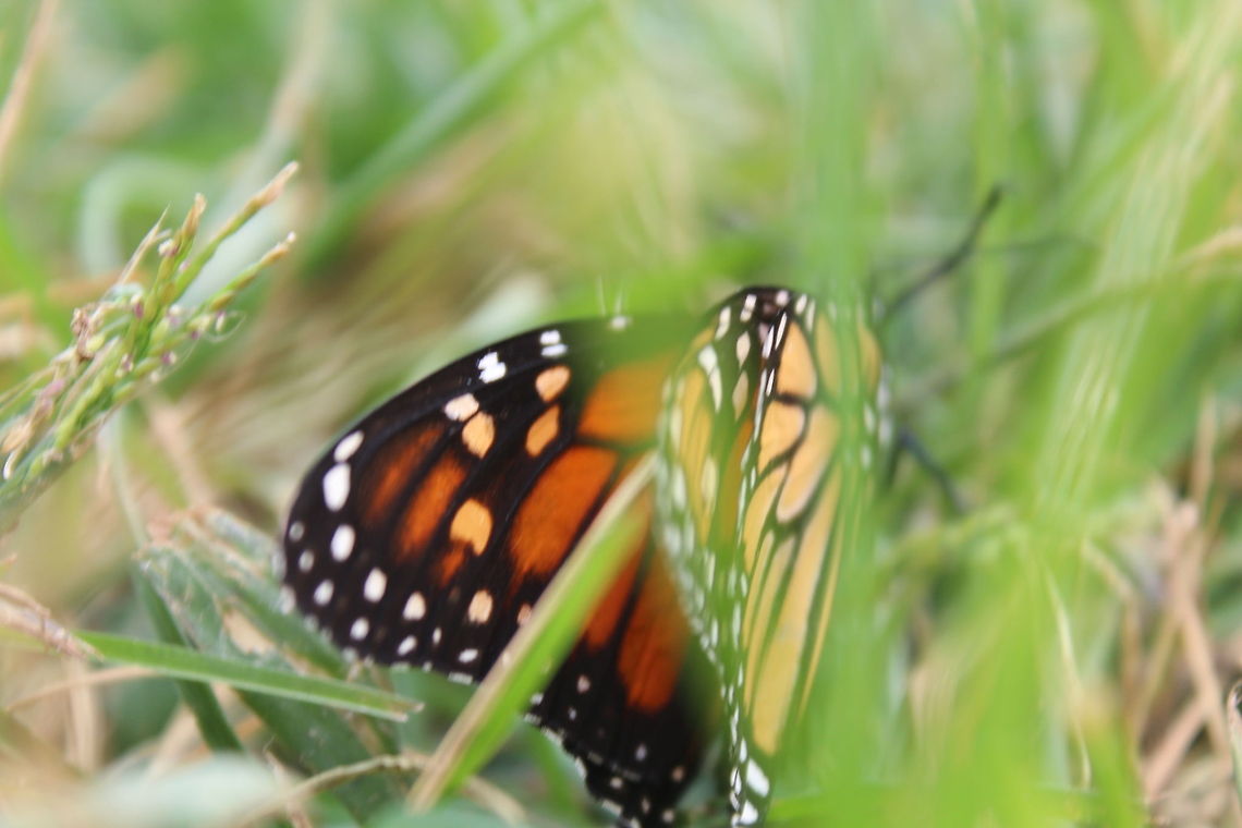 The Monarch butterfly Butterfly in the grass Danaus plexippus,Monarch