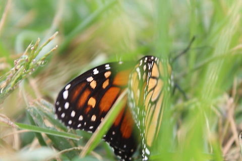 The Monarch butterfly Butterfly in the grass Danaus plexippus,Monarch