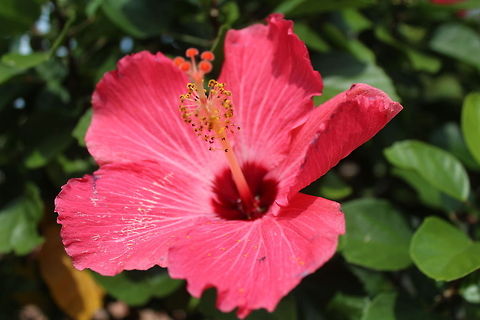 Chinese Hibiscus in full bloom, Annapolis pink flower in annapolis Chinese hibiscus,Hibiscus rosa-sinensis
