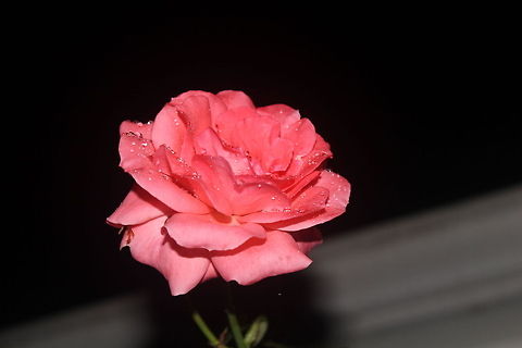 Rose rose in my backyard at night
 Rosa canina,drops,night,pink,rose,water,water drops