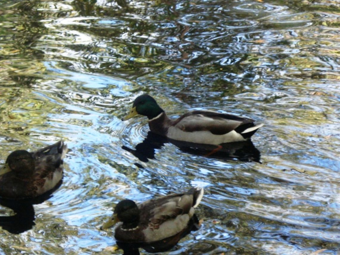 Mallard ducks Mallard ducks Anas platyrhynchos,Mallard