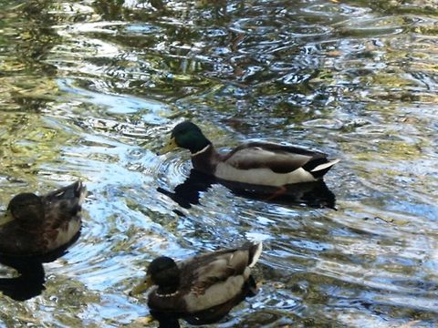 Mallard ducks Mallard ducks Anas platyrhynchos,Mallard