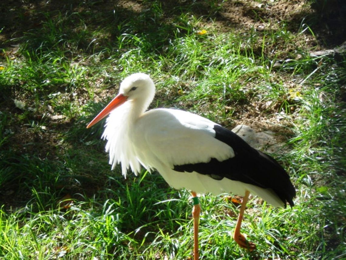 Bird bird<br />
 Ciconia ciconia,White Stork