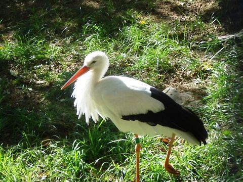 Bird bird
 Ciconia ciconia,White Stork