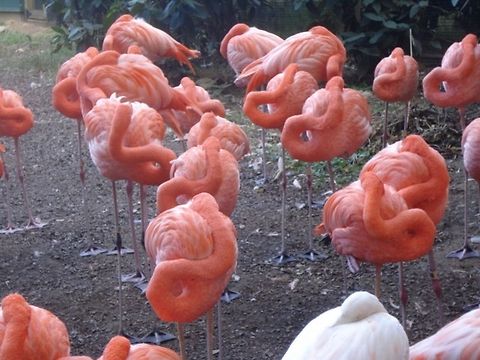 Pink Flamingos flamingos American Flamingo,Phoenicopterus ruber