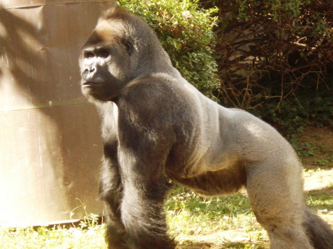 Gorilla a gorilla<br />
 Gorilla gorilla,Western gorilla
