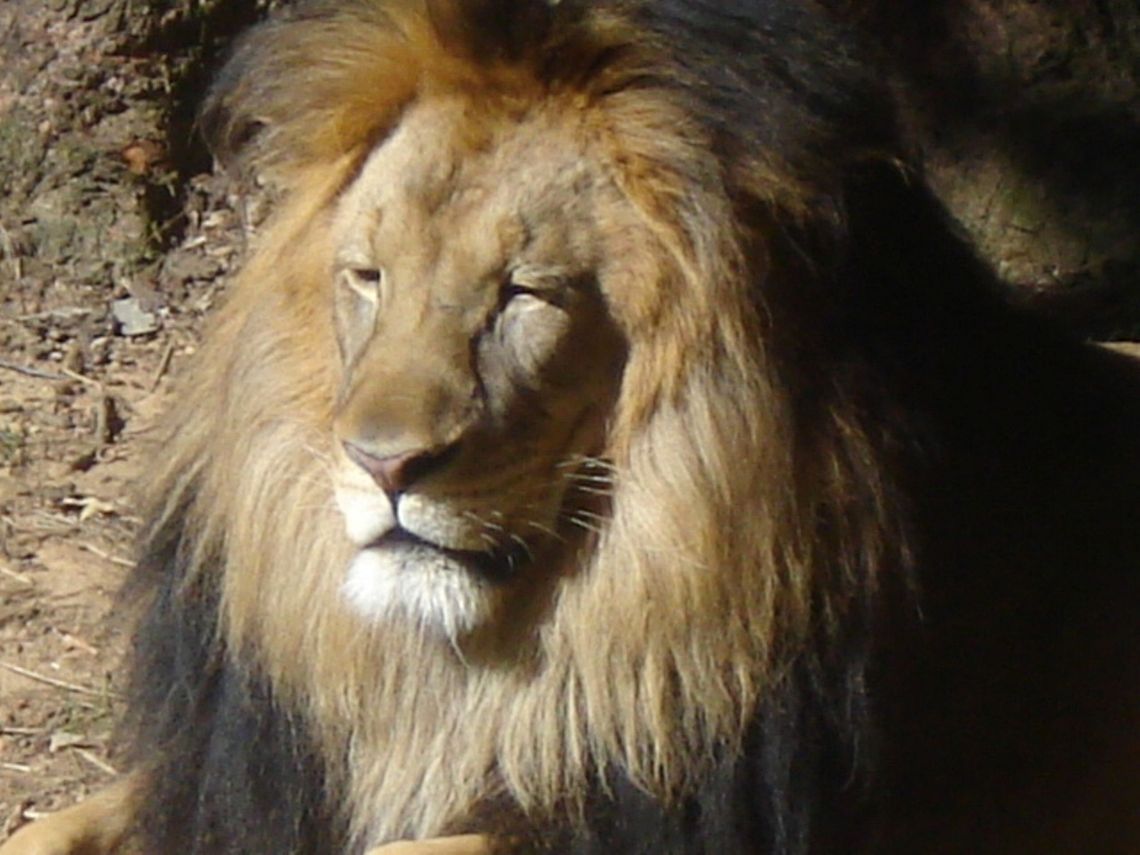 Lion A lion  Lion,Panthera leo,rawr