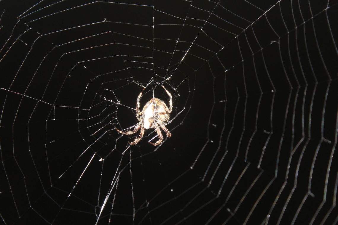 Charlie the Spider eating his meal big,eating,fast,night,scary,spider,web,yum
