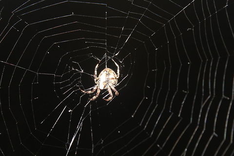 Charlie the Spider eating his meal big,eating,fast,night,scary,spider,web,yum