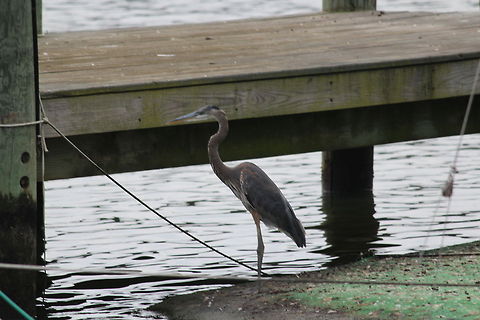 Great blue heron Annapolis  Ardea herodias,Great Blue Heron
