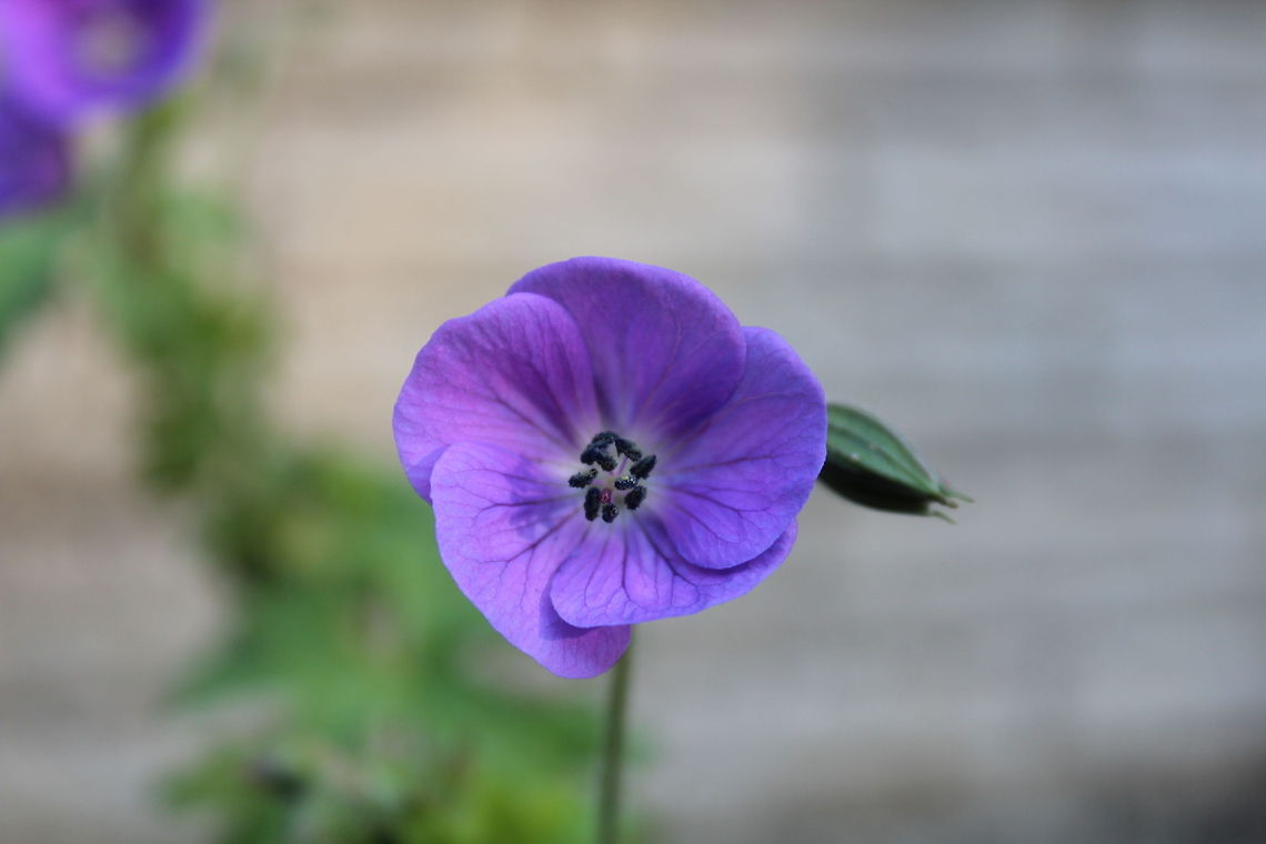 Purple Flower purple flower in my backyard backyard,flower,outside,pretty,purple