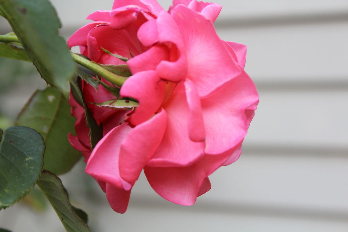 Rose rose in my backyard Rose