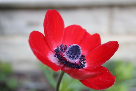 Red Flower red flower in my backyard Anemone coronaria,backyard,bloom,flower,outside,plant,pretty,red