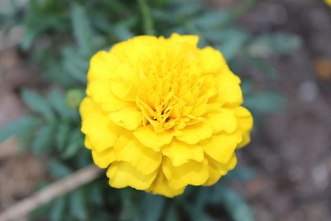 Marigold Marigold in my backyard Pot marigold,Tagetes erecta,backyard,marigold,outside,plant,pretty,yellow