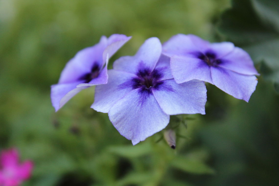Purple flowers purple flowers in my backyard<br />
 backyard,flower,outside,pretty,purple,three