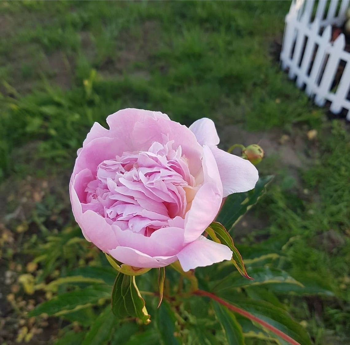 Lovely Rose Beautifull and ... flower