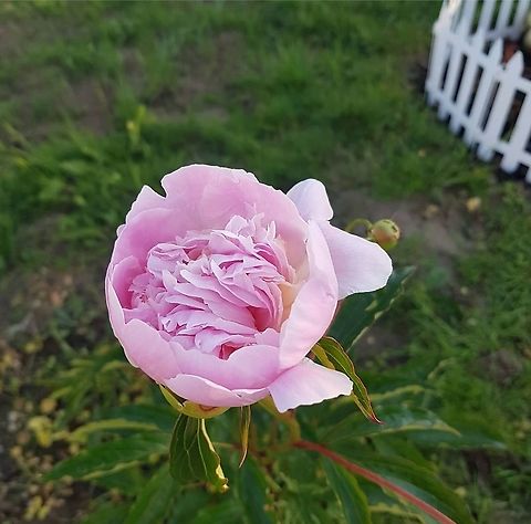 Lovely Rose Beautifull and ... flower