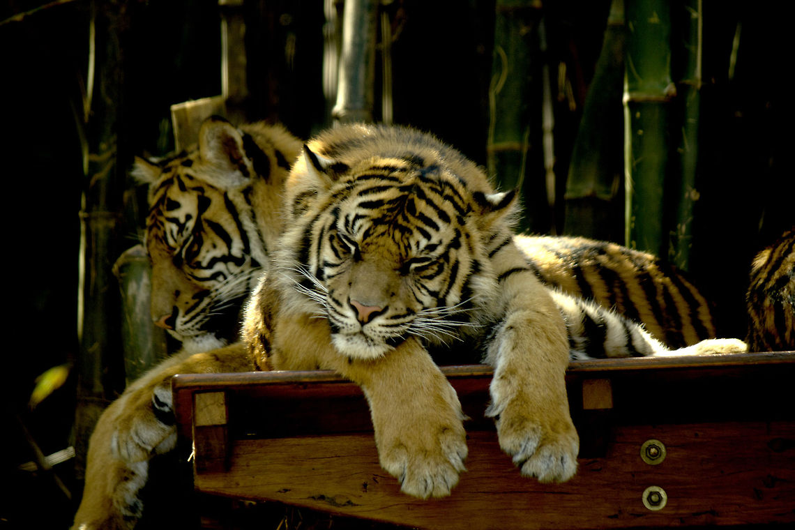 Tiger sleeping  beautiful tiger sleeping in toronga zoo now 1 year old next to he&#039;s brother Panthera tigris,Tiger
